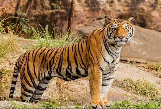thebengalpost.net