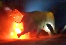Elephant: হাতির পালকে তাক করে ছোঁড়া হচ্ছে একের পর এক জ্বলন্ত হুলা; নেটমাধ্যমে ছবি ছড়িয়ে পড়তেই নিন্দার ঢল